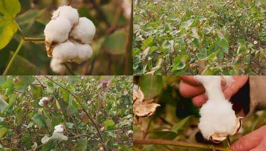 新疆棉花种植高清在线视频素材下载