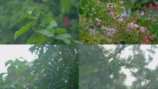 下雨清新唯美水珠绿色绿叶特写高清在线视频素材下载