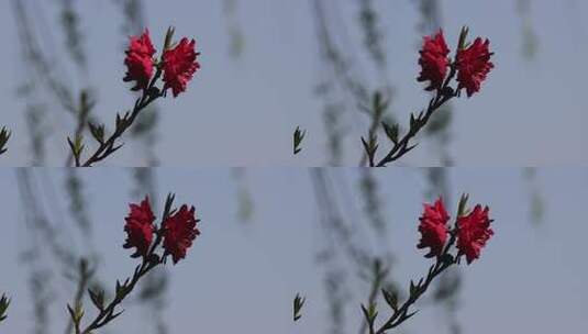 特写盛开的红色桃花高清在线视频素材下载