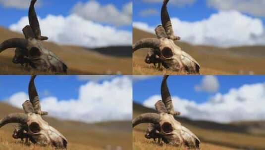 西藏牧区羊头4K延时高清在线视频素材下载