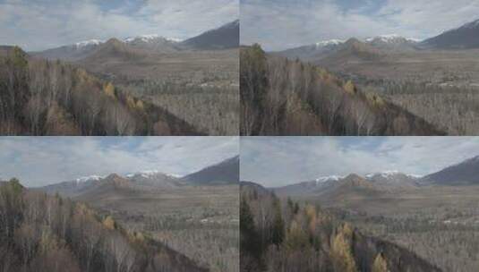新疆 航拍 雪山 树林 河流 蓝天 高原高清在线视频素材下载