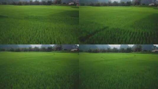 航拍农田里的水稻高清在线视频素材下载