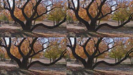 4K高清实拍秋季枫叶枫树林古树老树高清在线视频素材下载