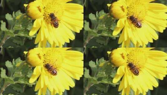 春天郴州南塔公园南门菊花蜜蜂2高清在线视频素材下载
