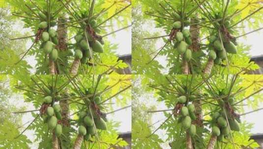长满果实的木瓜树高清在线视频素材下载
