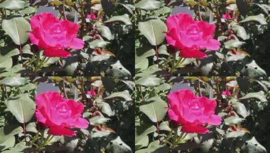 粉红玫瑰高清在线视频素材下载