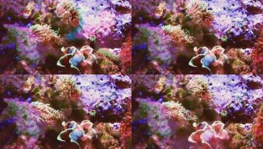海底的珊瑚群高清在线视频素材下载