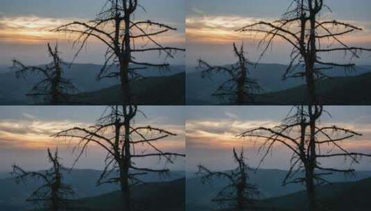 枯树上的日落和云彩高清在线视频素材下载