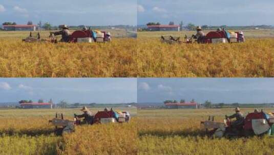 晚稻收割稻谷丰收高清在线视频素材下载