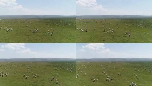草原羊群高清在线视频素材下载