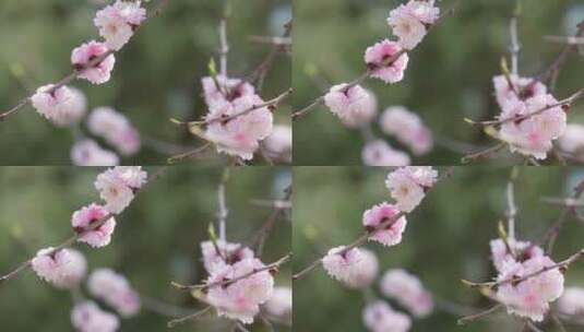 【镜头合集】春季花朵鲜花粉色桃花高清在线视频素材下载