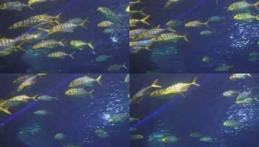 水下鱼群海洋鱼类海底世界高清在线视频素材下载