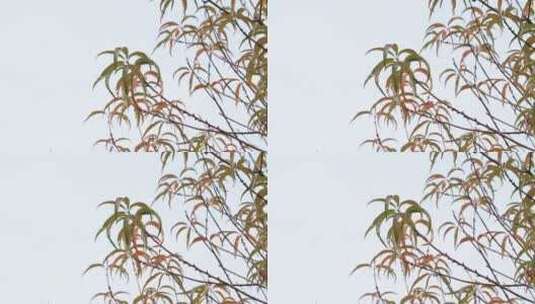 冬季的桃树高清在线视频素材下载