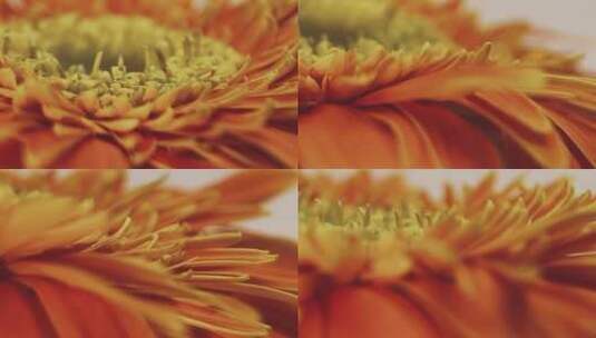 微距橘黄色雏菊高清在线视频素材下载