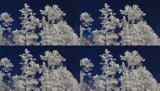 大兴安岭冬季原始森林银装素裹高清在线视频素材下载