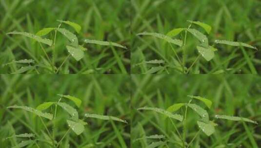 绿色植物上的雨滴高清在线视频素材下载