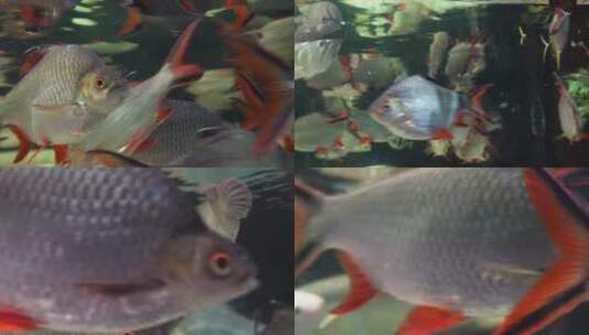 【镜头合集】亚马逊雨林水下生物食人鱼高清在线视频素材下载