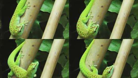 绿色变色龙状蜥蜴高清在线视频素材下载