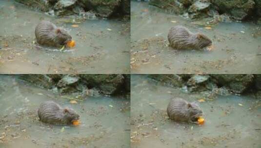 海狸在水中吃胡萝卜高清在线视频素材下载