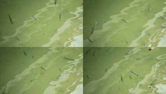 在水面以下游动的鱼高清在线视频素材下载