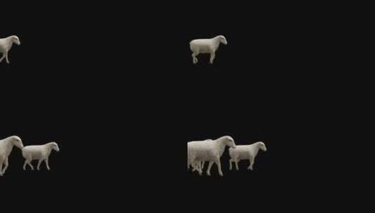 羊的养殖放牧高清在线视频素材下载