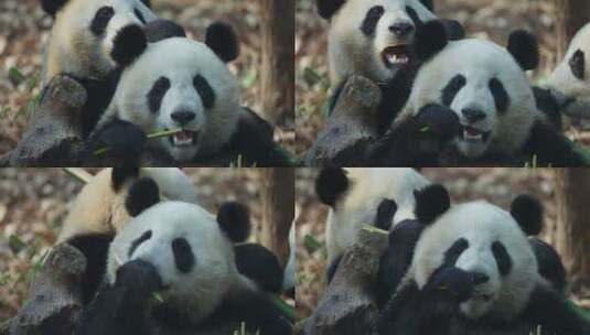 大熊猫在四川成都熊猫基地吃竹子高清在线视频素材下载
