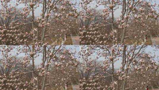 北京春天的玉兰花高清在线视频素材下载