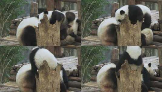成都熊猫基地可爱大熊猫幼崽玩耍嬉戏打闹高清在线视频素材下载
