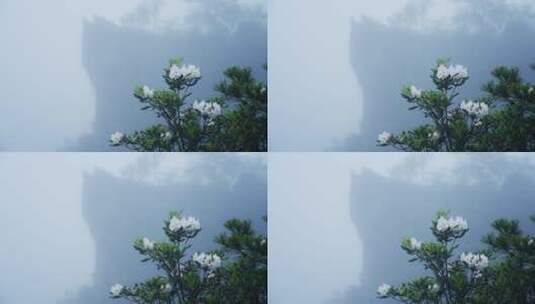 4K高清猴头杜鹃林花朵特写森林迷雾高清在线视频素材下载