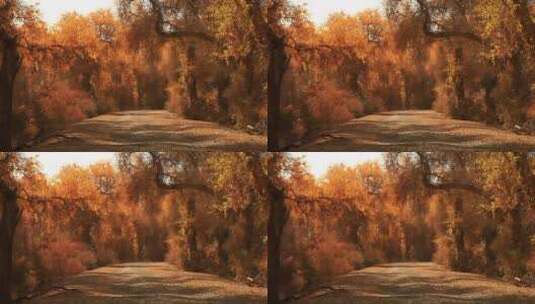 铺满落叶的林间小道胡杨林高清在线视频素材下载