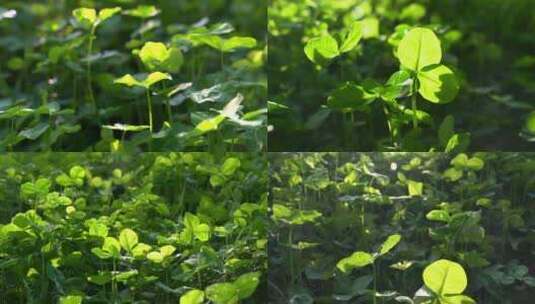 夏天阳光下的三叶草合集高清在线视频素材下载