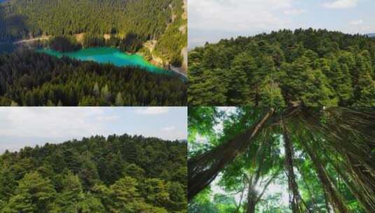 森林植物绿色水资源航拍绿水青山 (2)高清在线视频素材下载
