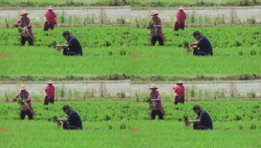实拍4k农民一家人水稻种植高清在线视频素材下载