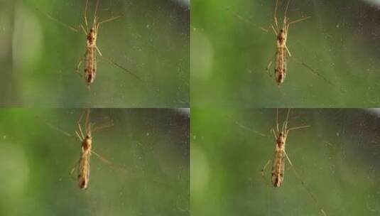 蚊子的特写高清在线视频素材下载