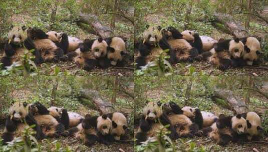 一群熊猫正在躺着吃竹子高清在线视频素材下载