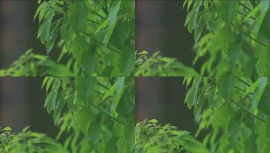 雨中树叶高清在线视频素材下载