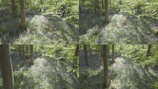 航拍阳光照射的森林高清在线视频素材下载