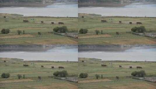 牧场农场牛羊放牧高清在线视频素材下载