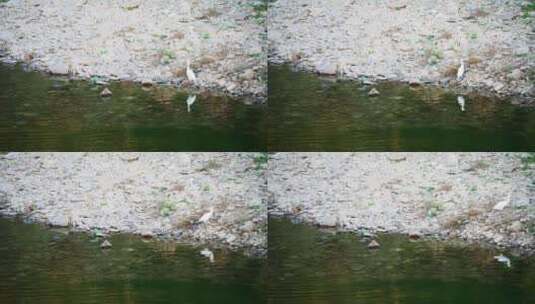 溪滩上白色水鸟高清在线视频素材下载