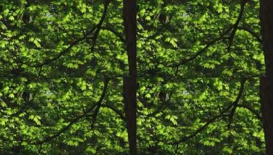 夏天茂盛的树木高清在线视频素材下载