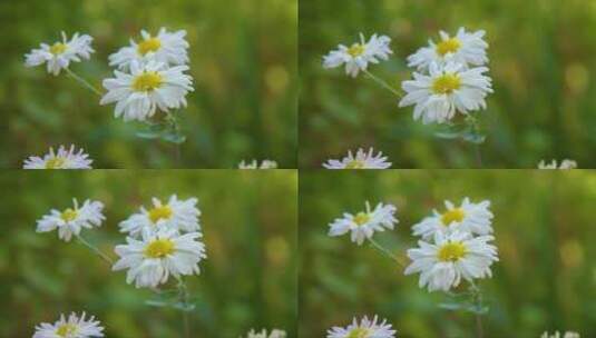 甘菊花特写高清在线视频素材下载