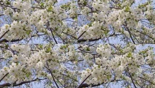 开着白色花朵的树高清在线视频素材下载