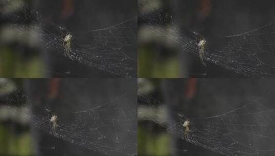 蜘蛛网中的蜘蛛高清在线视频素材下载