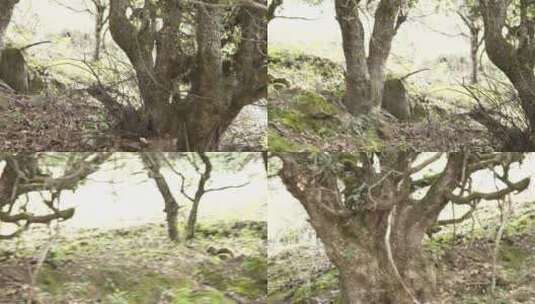 五珠古茶树高清在线视频素材下载