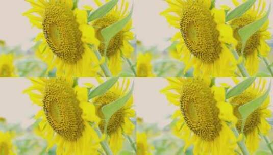向日葵花朵葵花高清在线视频素材下载
