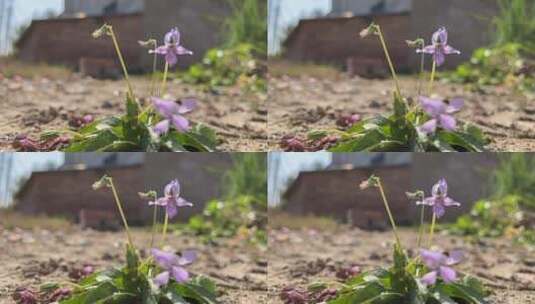 紫色花朵特写高清在线视频素材下载