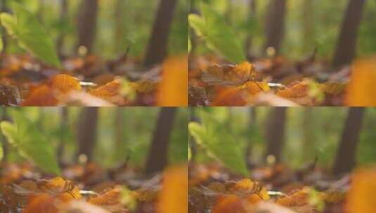 秋天树林里树叶飘落4k视频素材高清在线视频素材下载