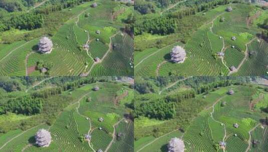 4k 航拍柳州三江布央仙人茶山茶山风景区高清在线视频素材下载