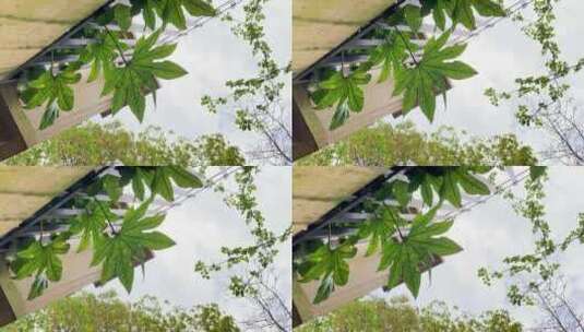 院子里伸出来的绿色植物空镜仰望天空角落高清在线视频素材下载