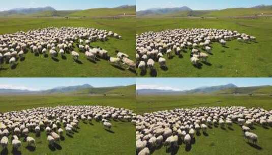 航拍新疆巴音布鲁克草原上牧民放养的羊群高清在线视频素材下载